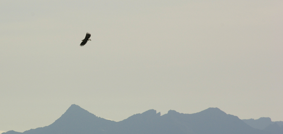 Anne Martin Anne Martin